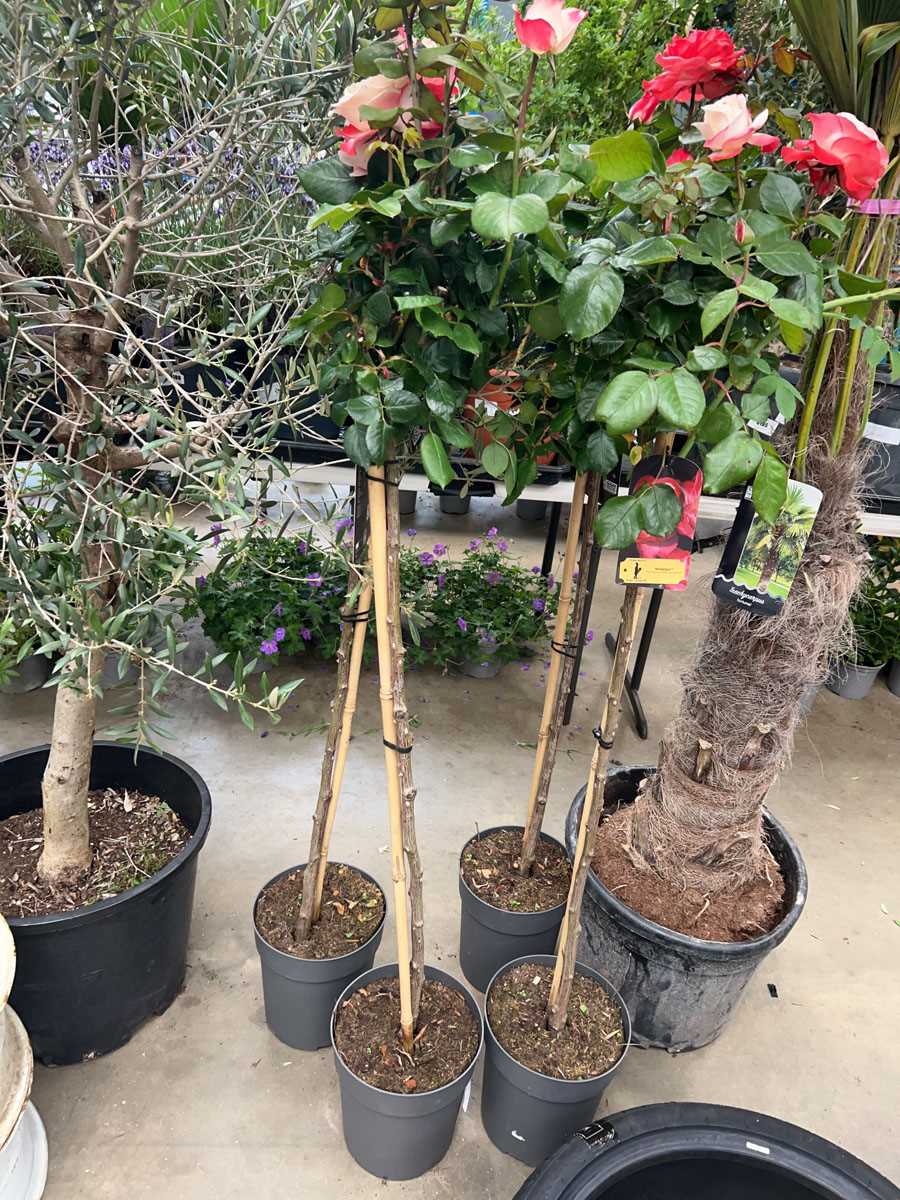 Lot 4155 - Caned Rose tree