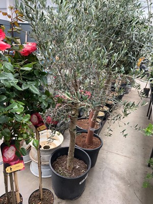 Lot 4156 - Extra large olive tree