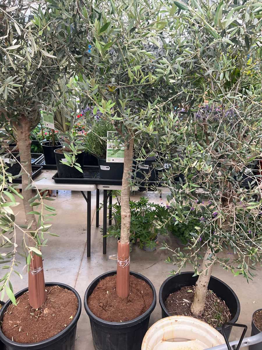 Lot 4157 - Extra large olive tree