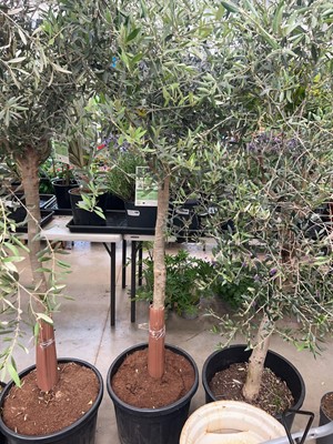 Lot 4157 - Extra large olive tree