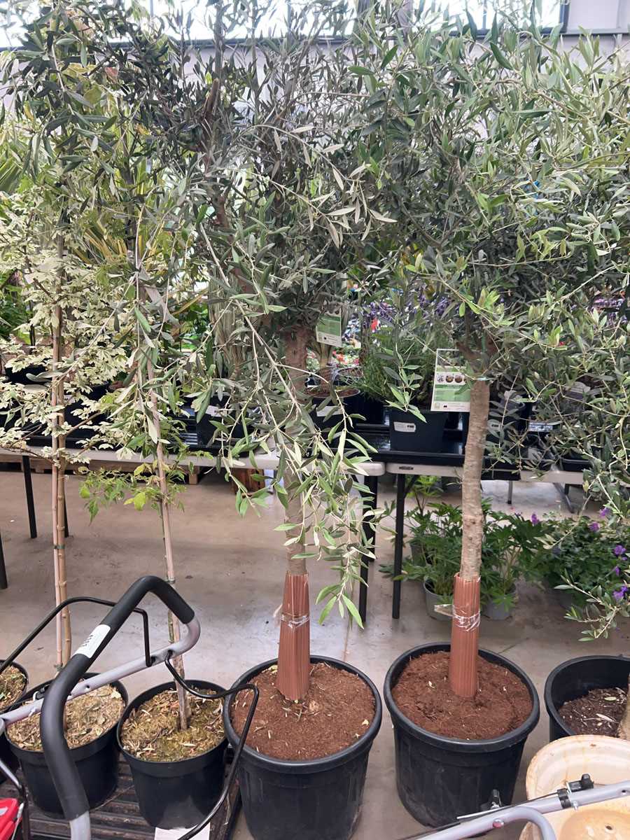 Lot 4158 - Extra large olive tree