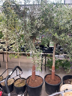 Lot 4158 - Extra large olive tree
