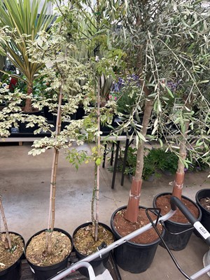 Lot 4159 - Acer tree