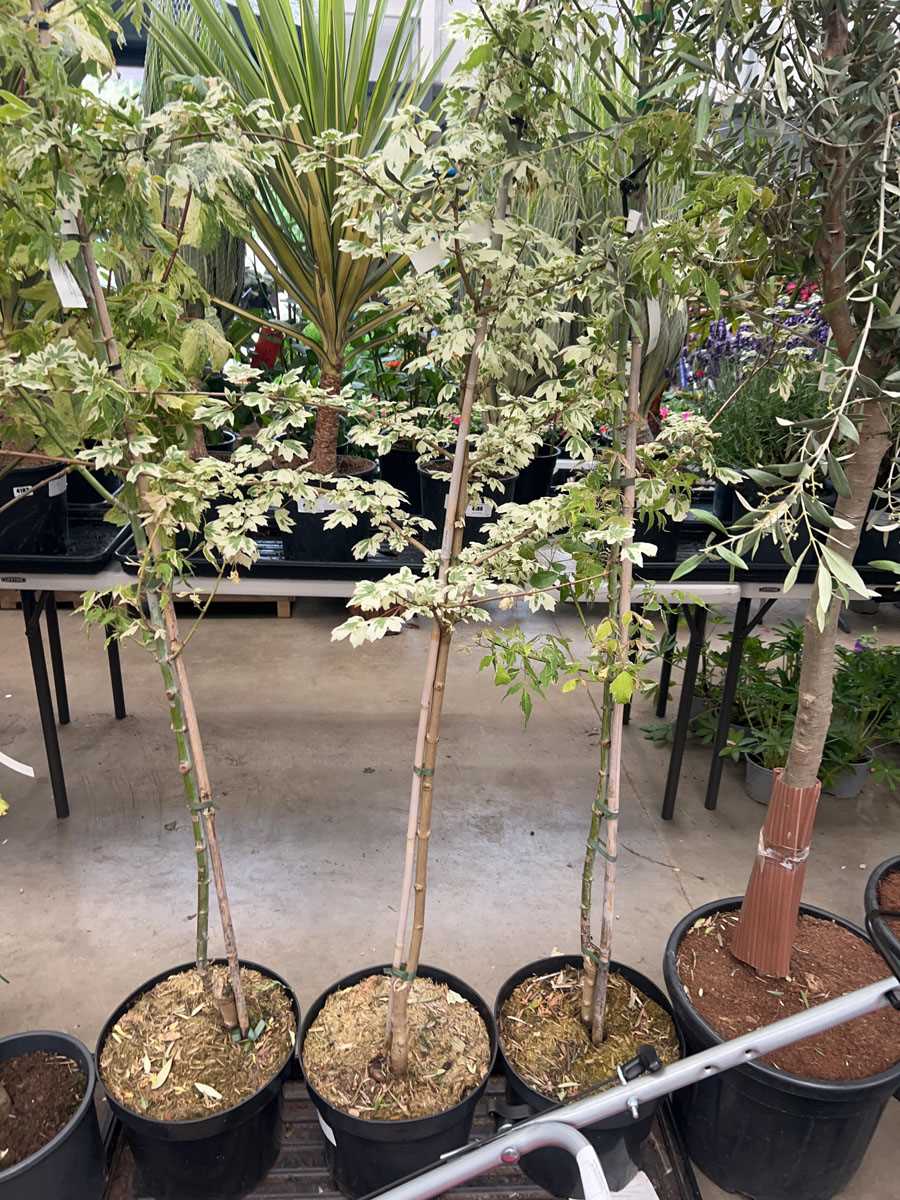 Lot 4160 - Acer tree