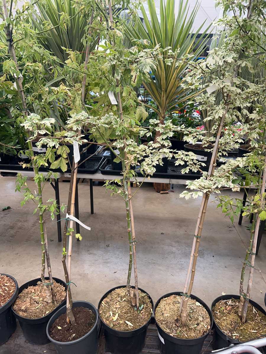 Lot 4161 - Acer tree