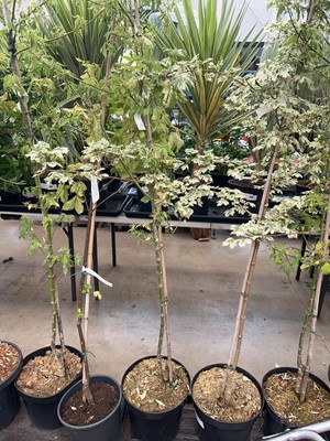 Lot 4161 - Acer tree