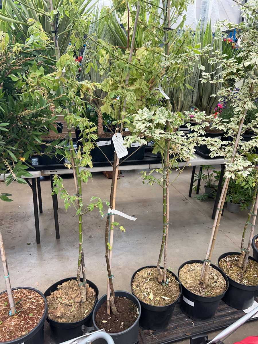 Lot 4162 - Acer tree