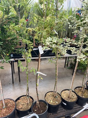 Lot 4162 - Acer tree