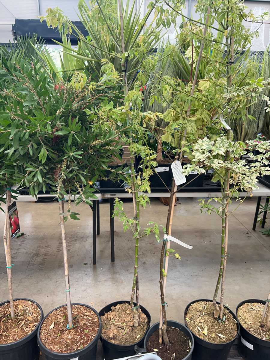 Lot 4163 - Acer tree