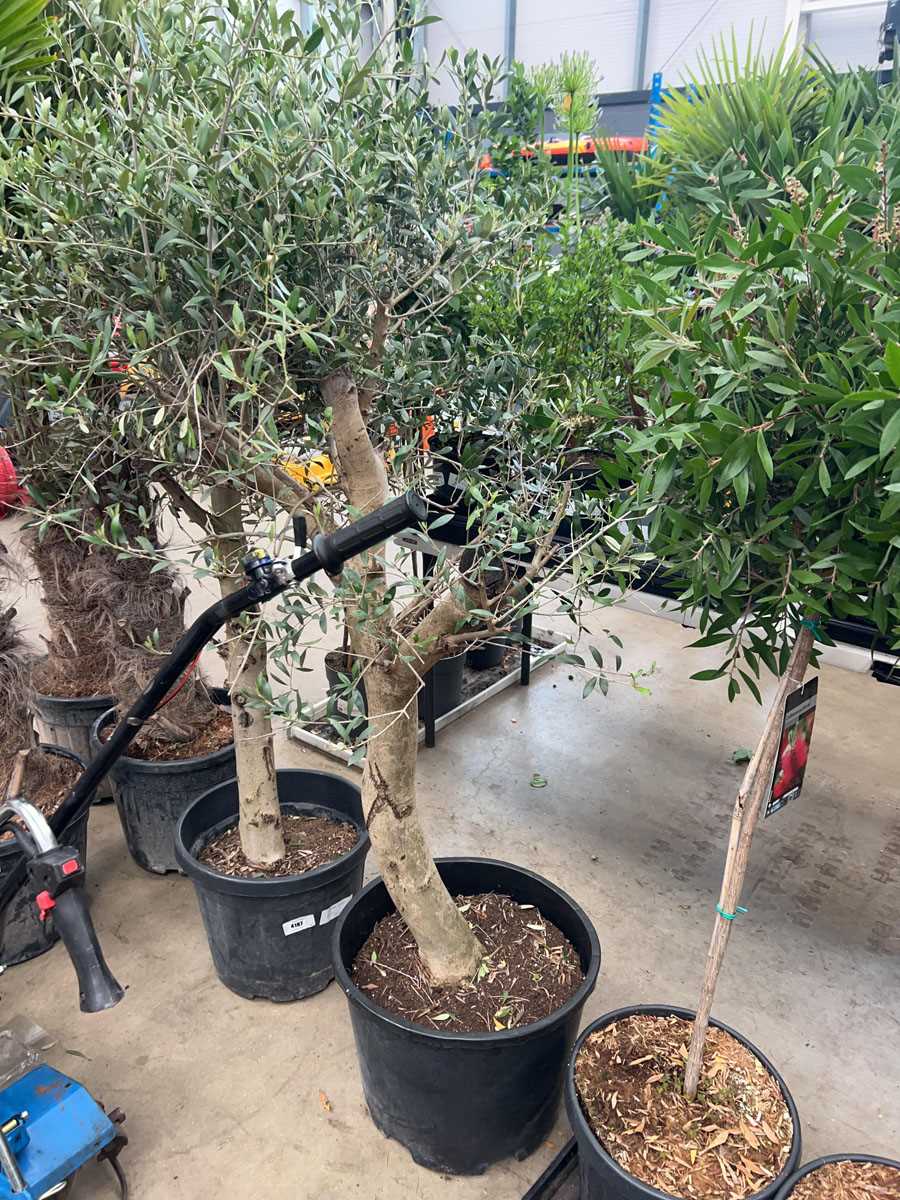 Lot 4166 - Extra large olive tree