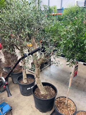 Lot 4166 - Extra large olive tree