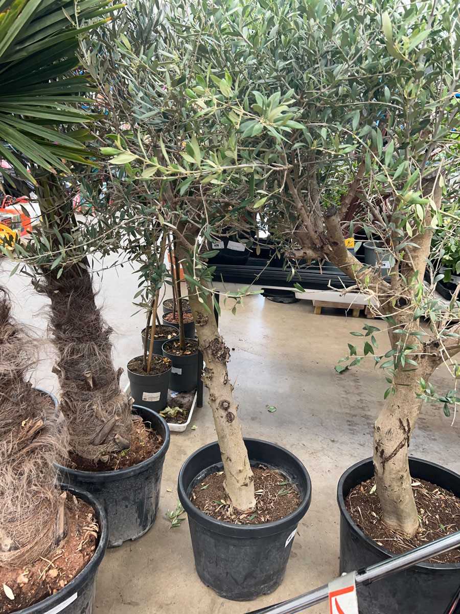 Lot 4167 - Extra large olive tree