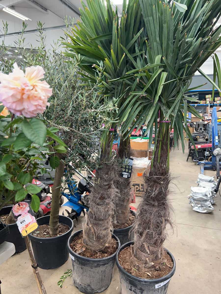 Lot 4168 - Extra large Trachycarpus
