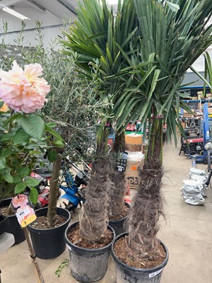 Lot 4168 - Extra large Trachycarpus