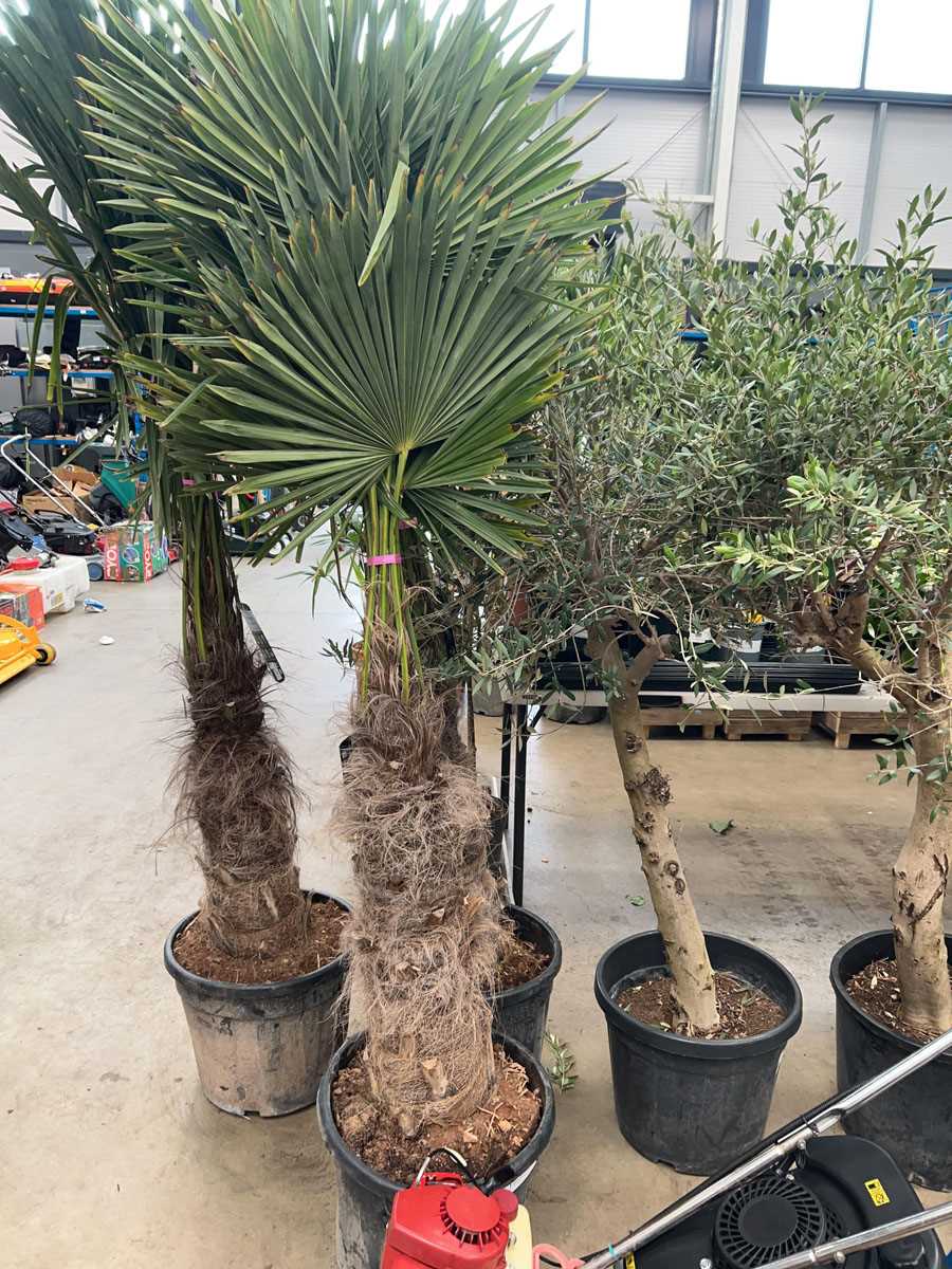 Lot 4169 - Extra large Trachycarpus