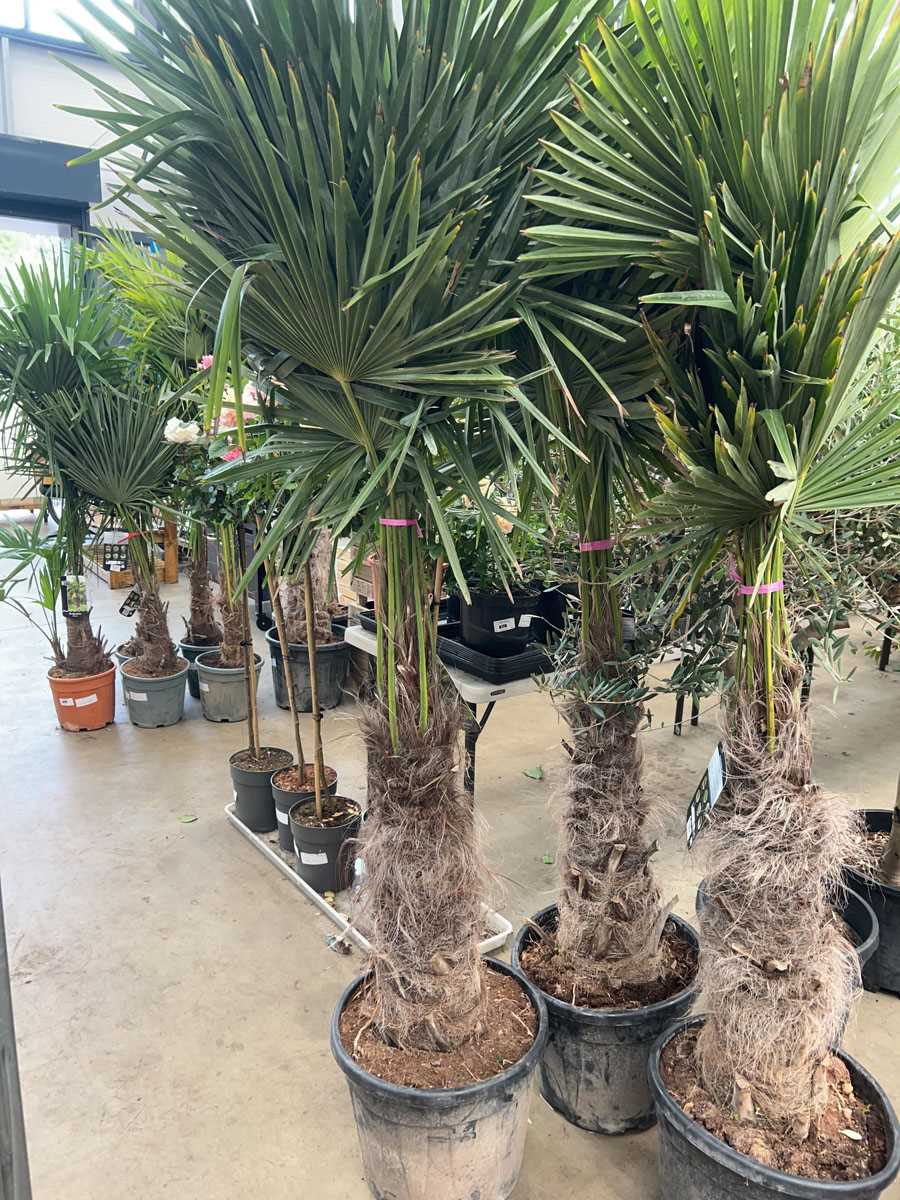 Lot 4170 - Extra large Trachycarpus