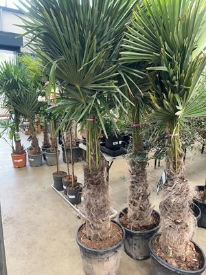 Lot 4170 - Extra large Trachycarpus