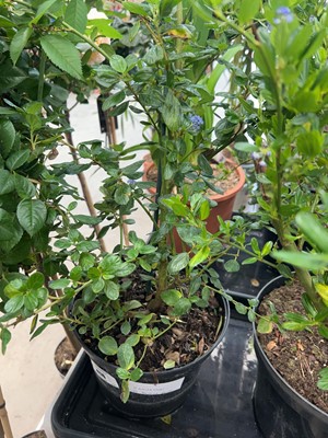 Lot 4176 - Ceanothus - Yankee Point