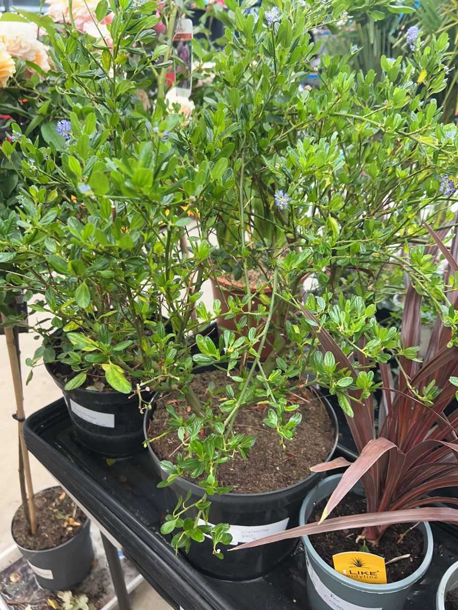 Lot 4177 - Ceanothus - Yankee Point