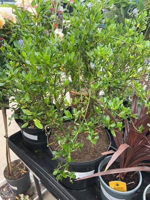 Lot 4177 - Ceanothus - Yankee Point