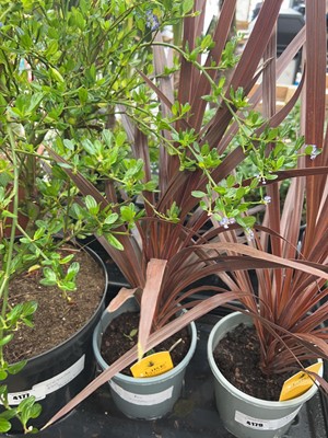 Lot 4178 - Red Cordyline