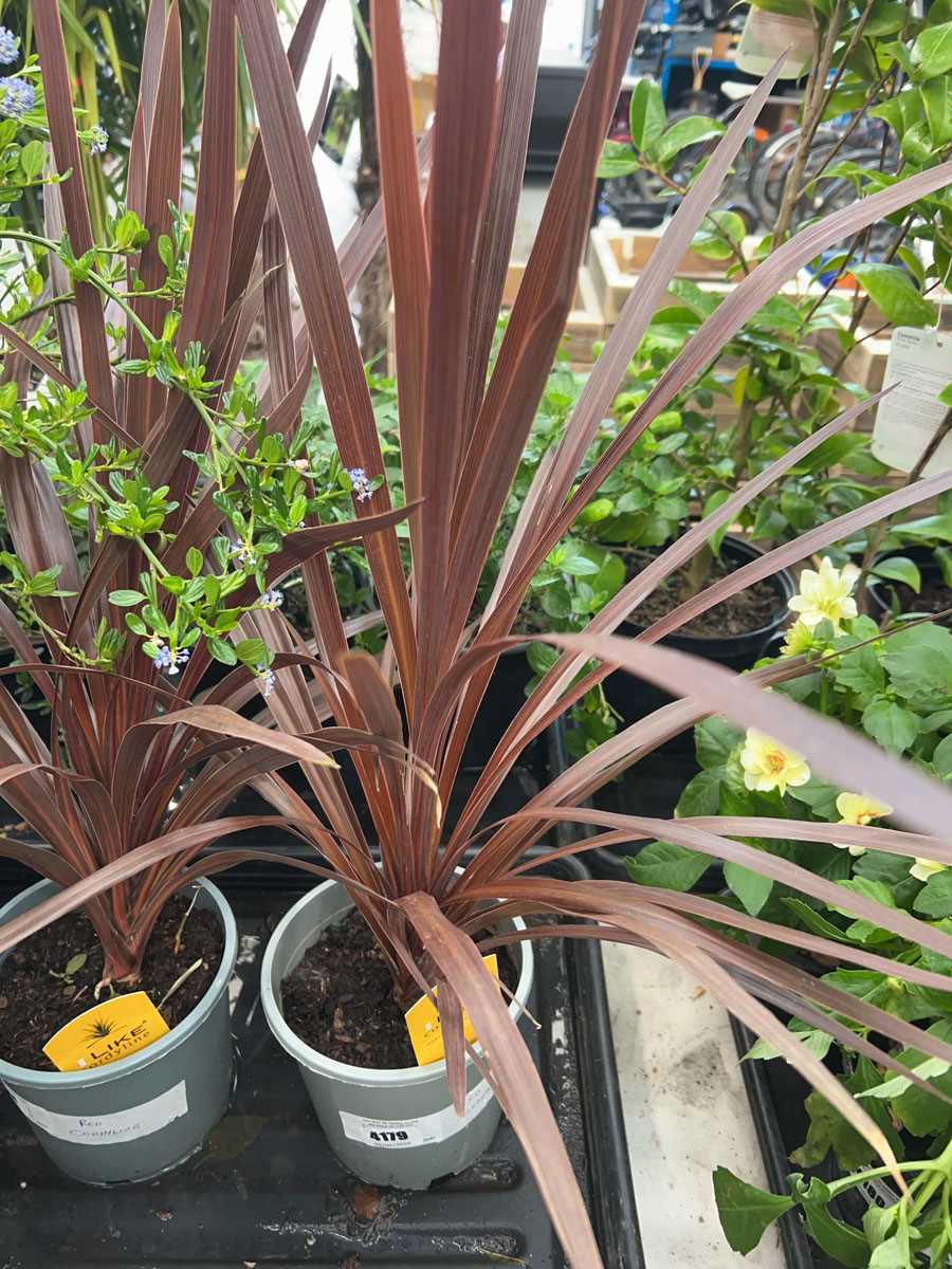Lot 4179 - Red Cordyline