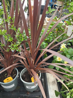 Lot 4179 - Red Cordyline
