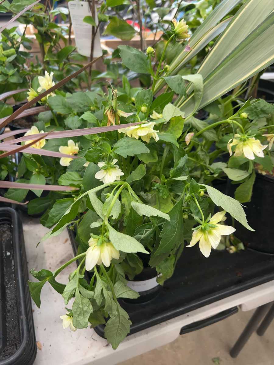 Lot 4180 - Dahlia