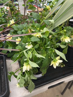 Lot 4180 - Dahlia