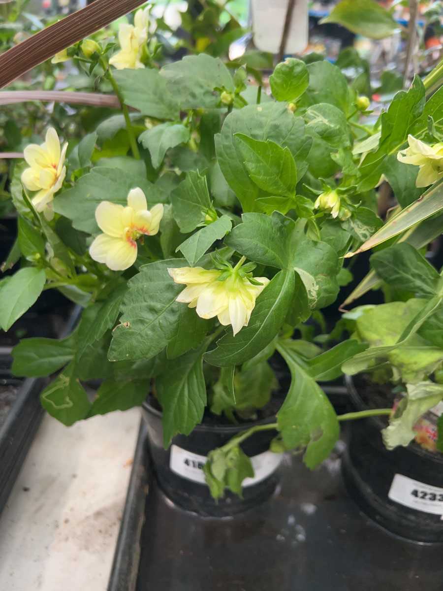 Lot 4181 - Dahlia
