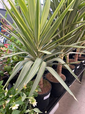 Lot 4182 - Yucca