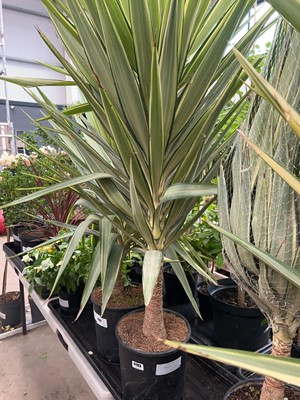 Lot 4183 - Yucca
