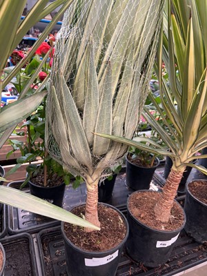 Lot 4184 - Yucca