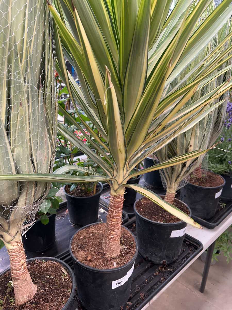 Lot 4185 - Yucca