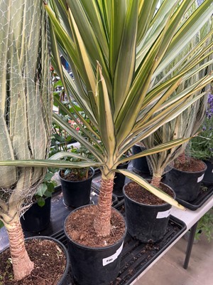 Lot 4185 - Yucca