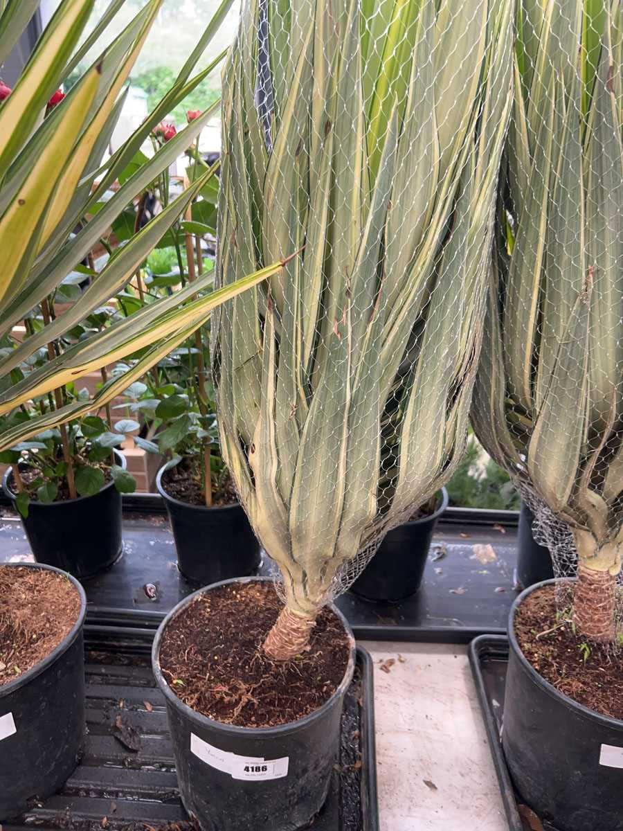 Lot 4186 - Yucca