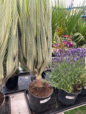 Lot 4187 - Yucca