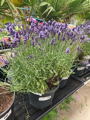 Lot 4188 - Large lavender