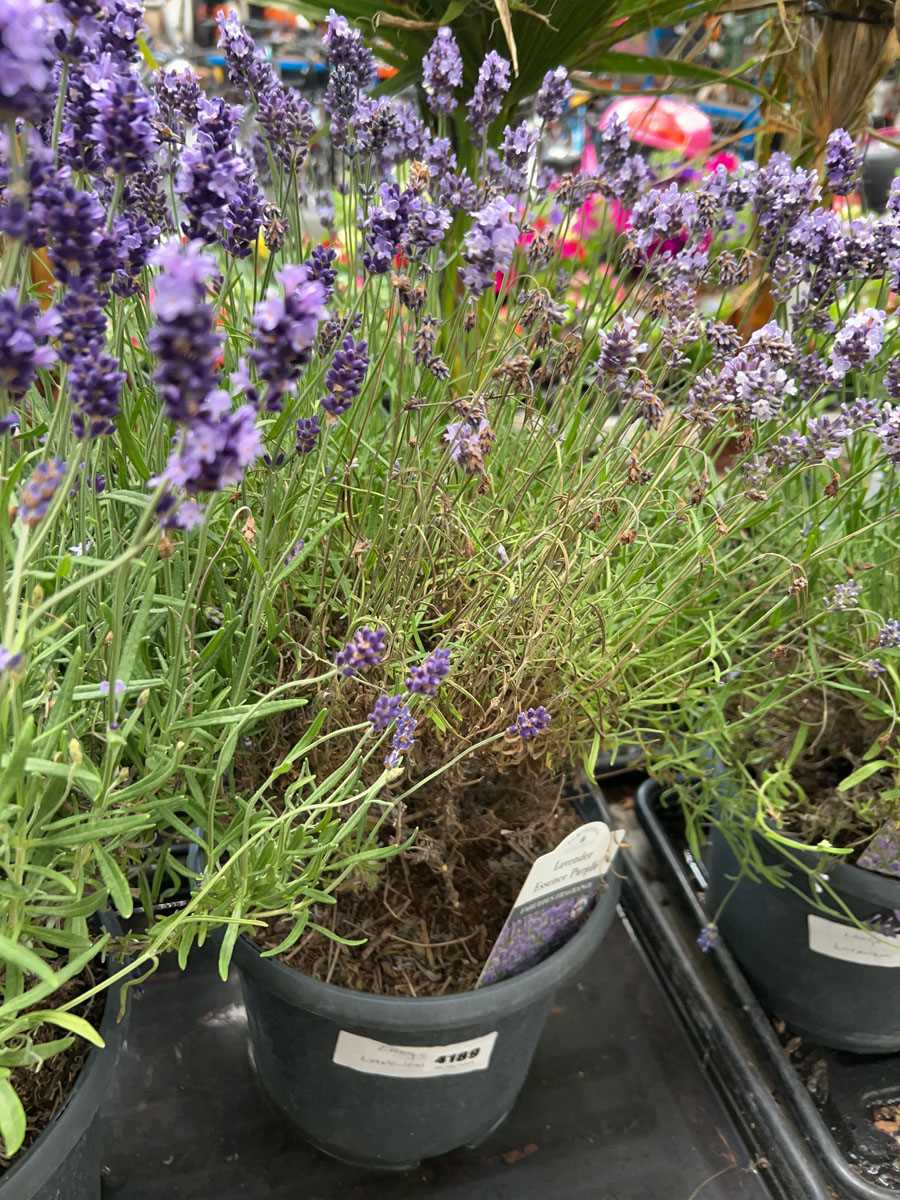 Lot 4189 - Large lavender