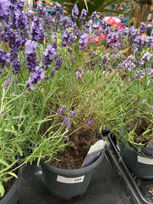 Lot 4189 - Large lavender