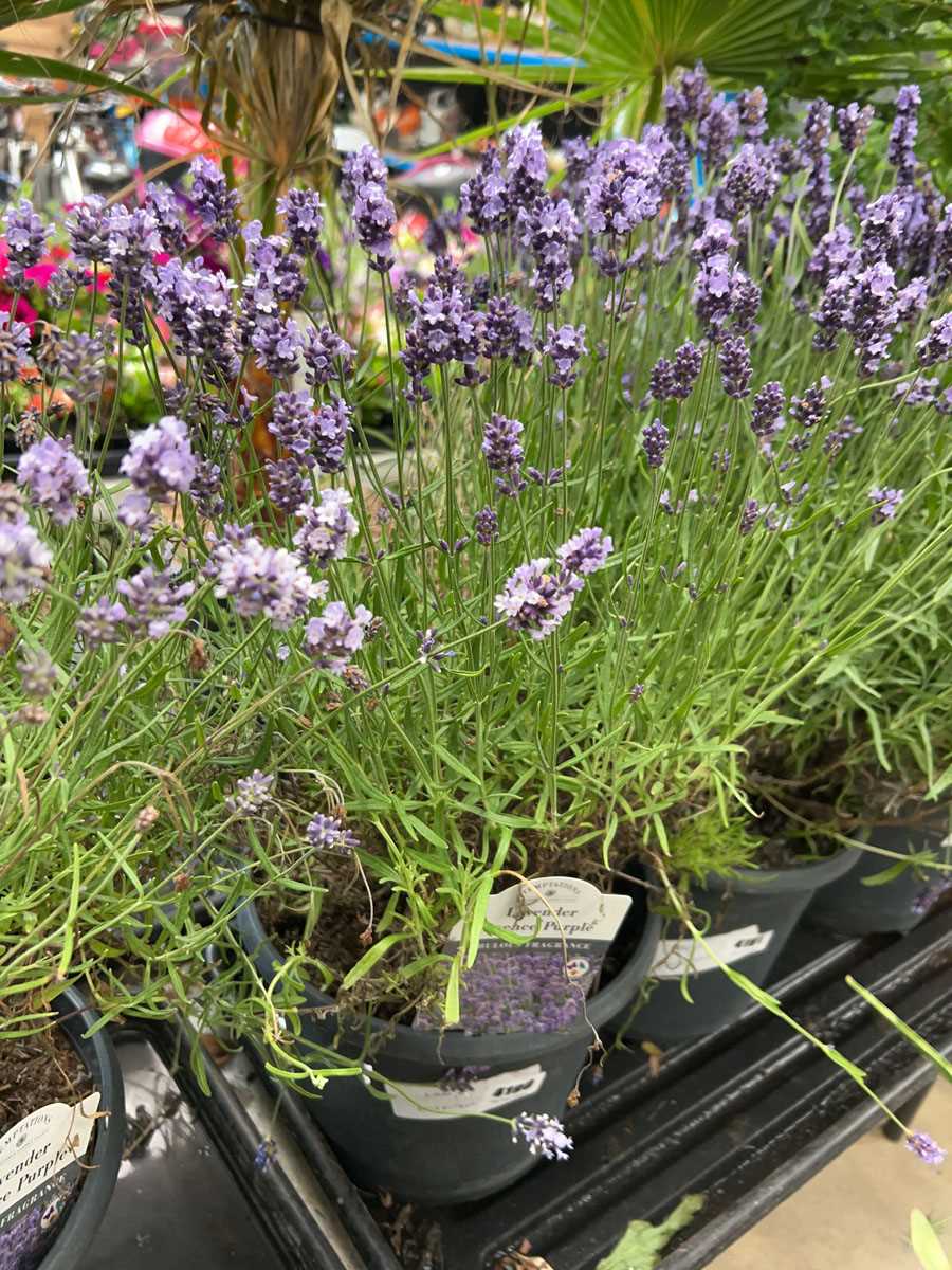 Lot 4190 - Large lavender