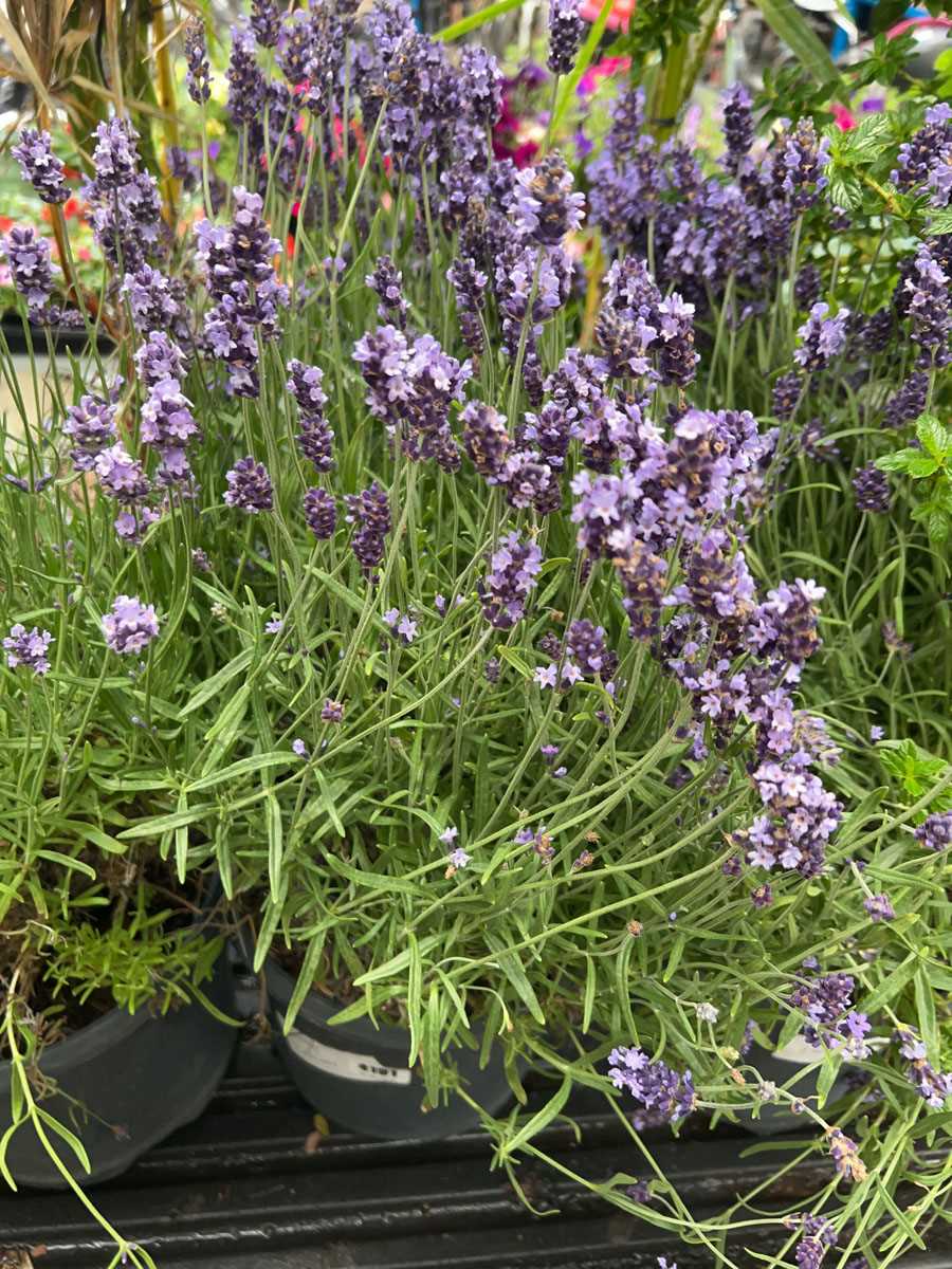 Lot 4191 - Large lavender