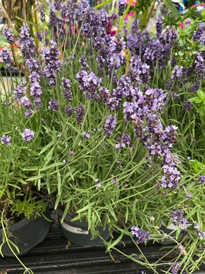 Lot 4191 - Large lavender