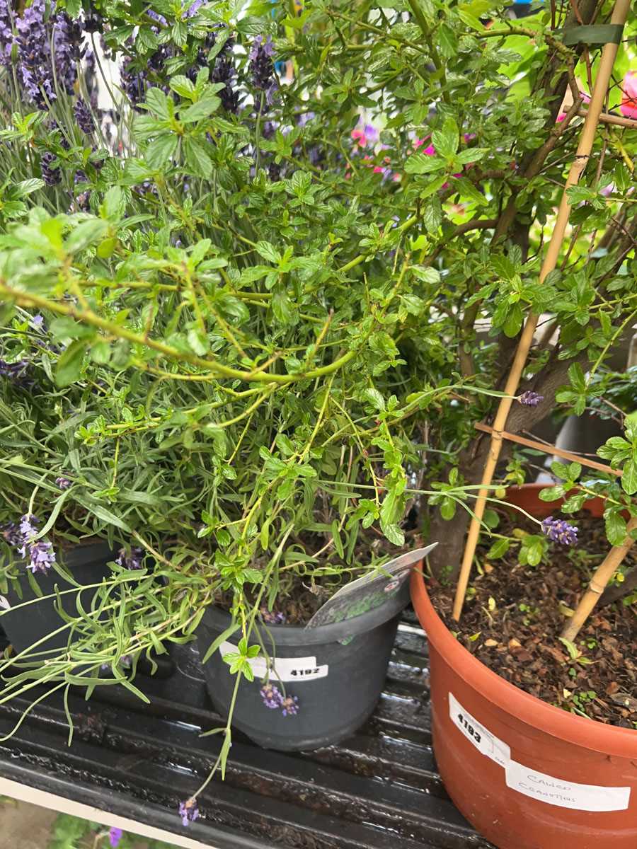 Lot 4192 - Large lavender