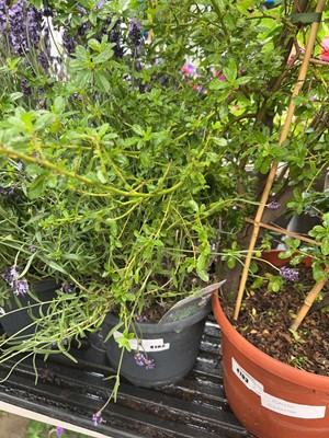 Lot 4192 - Large lavender