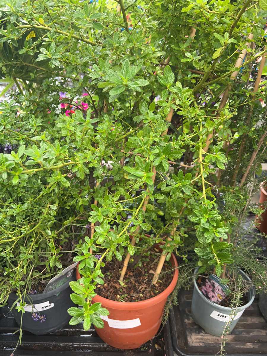 Lot 4193 - Caned Ceanothus