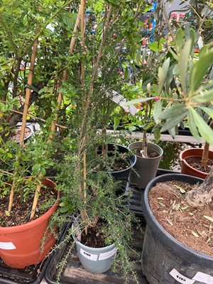 Lot 4194 - Leptospermum