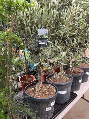 Lot 4195 - Olive tree