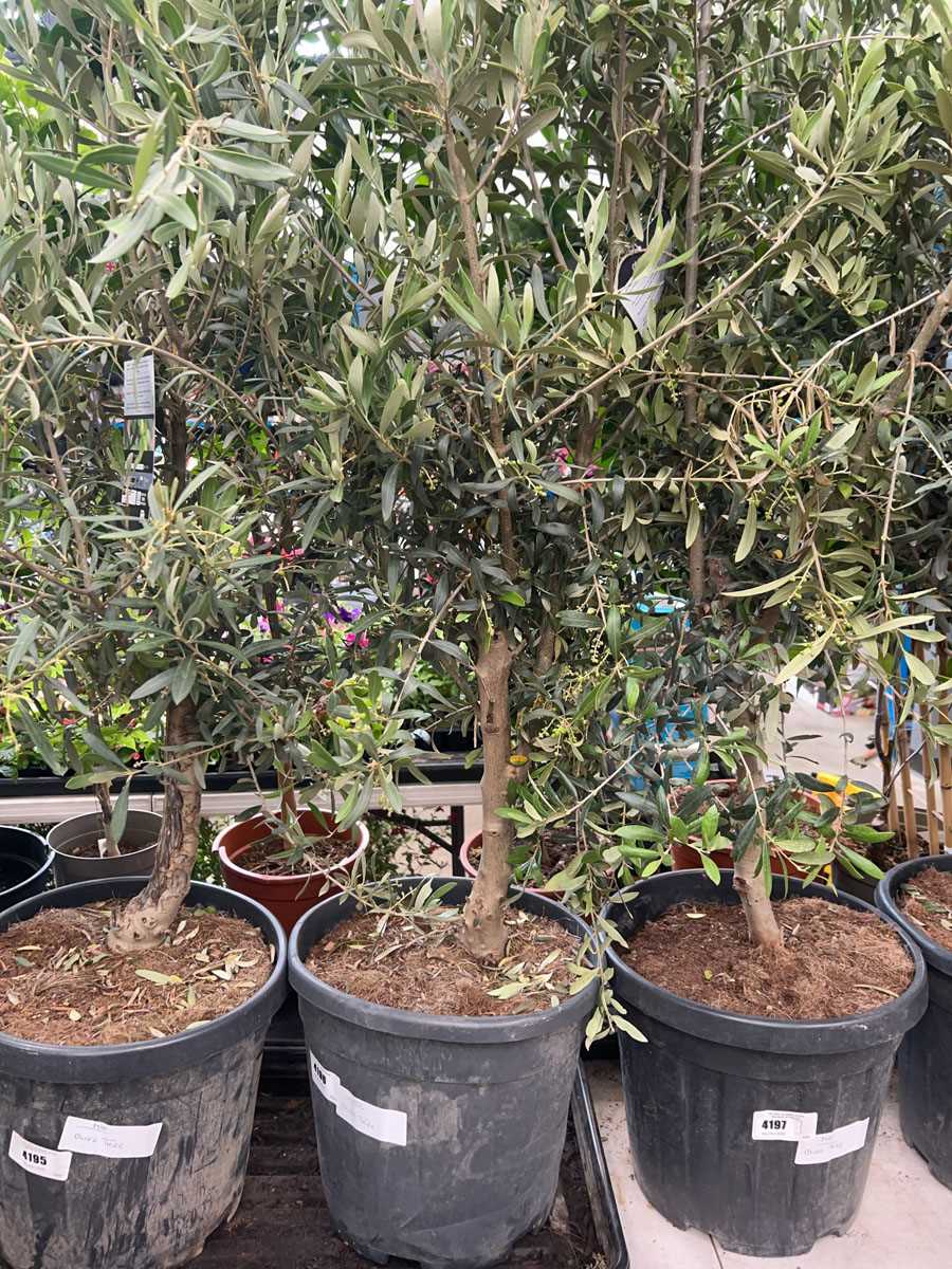 Lot 4196 - Olive tree