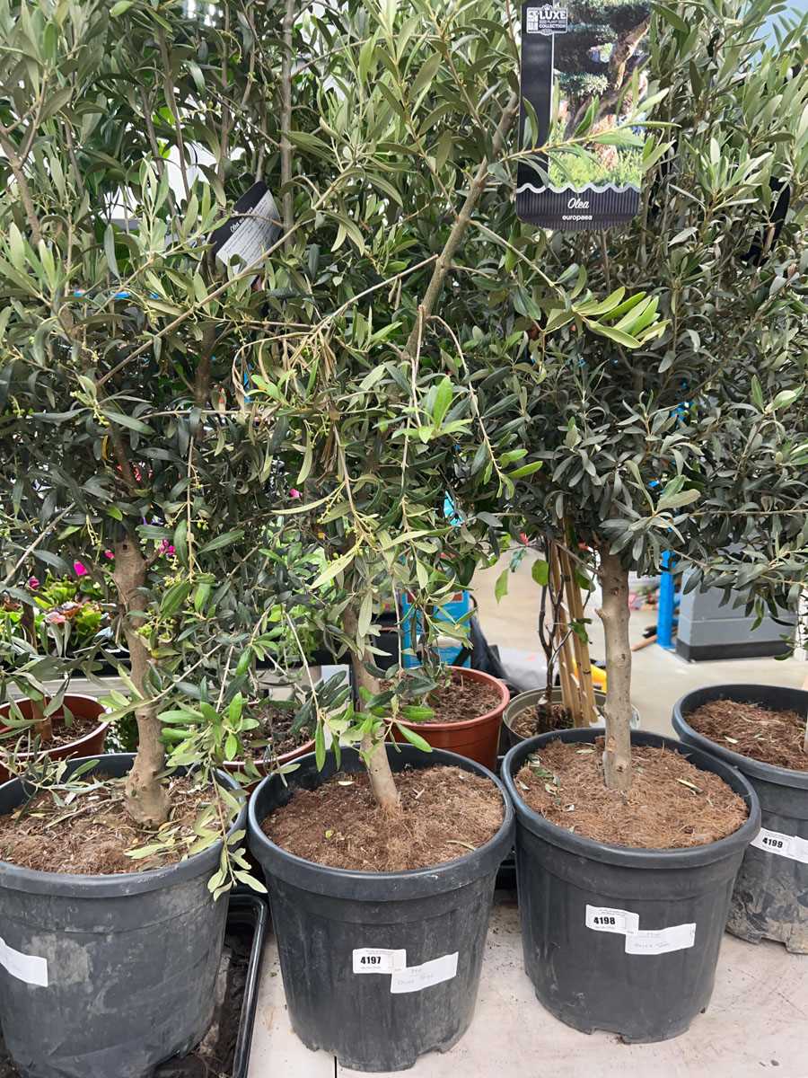 Lot 4197 - Olive tree